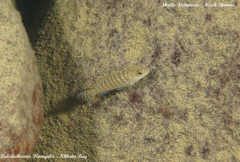 Labidochromis flavigulis 'Nkhata Bay'